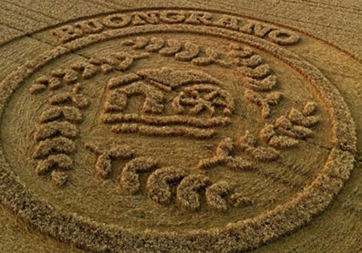 Cercio nel grano a scopo commerciale