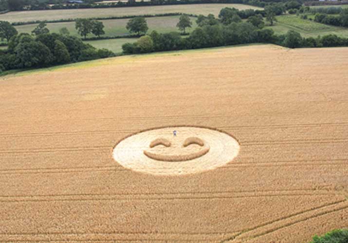 Cercio nel grano a scopo commerciale