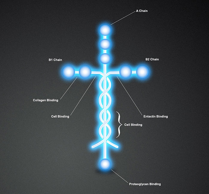 Laminin2