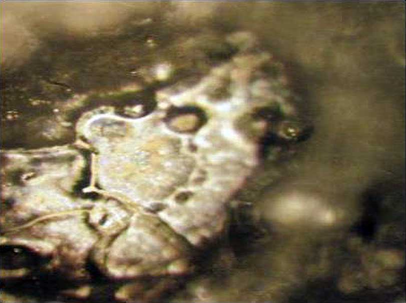 Crystal before offering a collective prayer