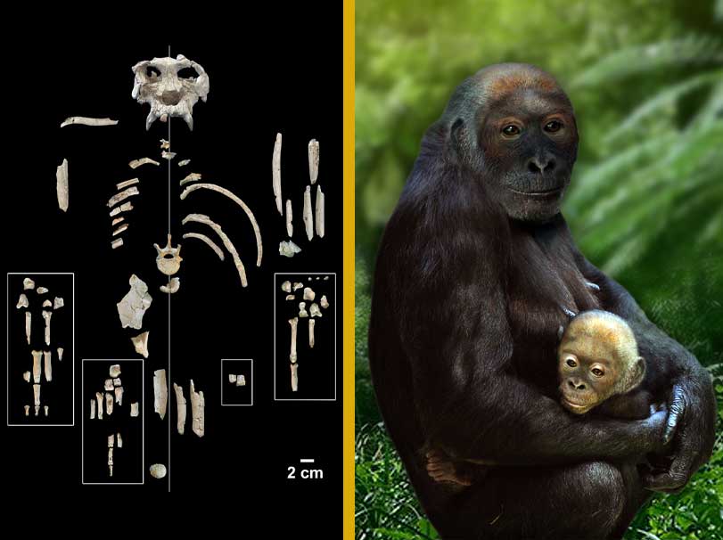 Pierolapithecus catalaunicus